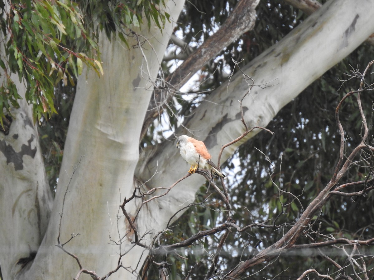 Nankeen Kestrel - ML644200911