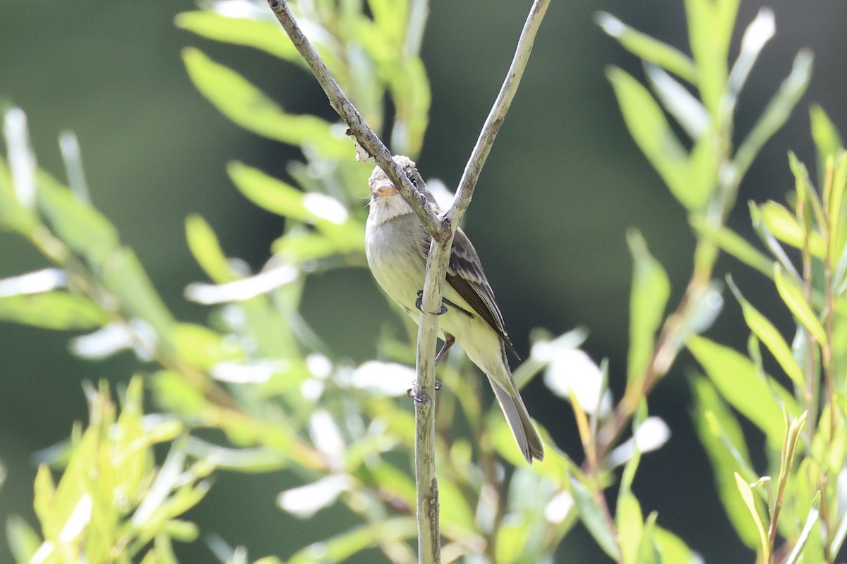 Піві-малюк вербовий - ML644200922