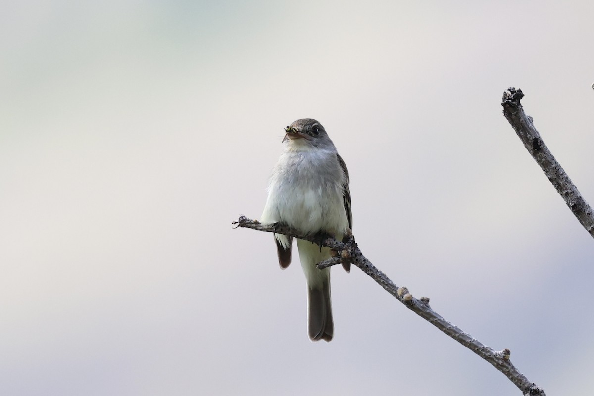 Піві-малюк вербовий - ML644200928
