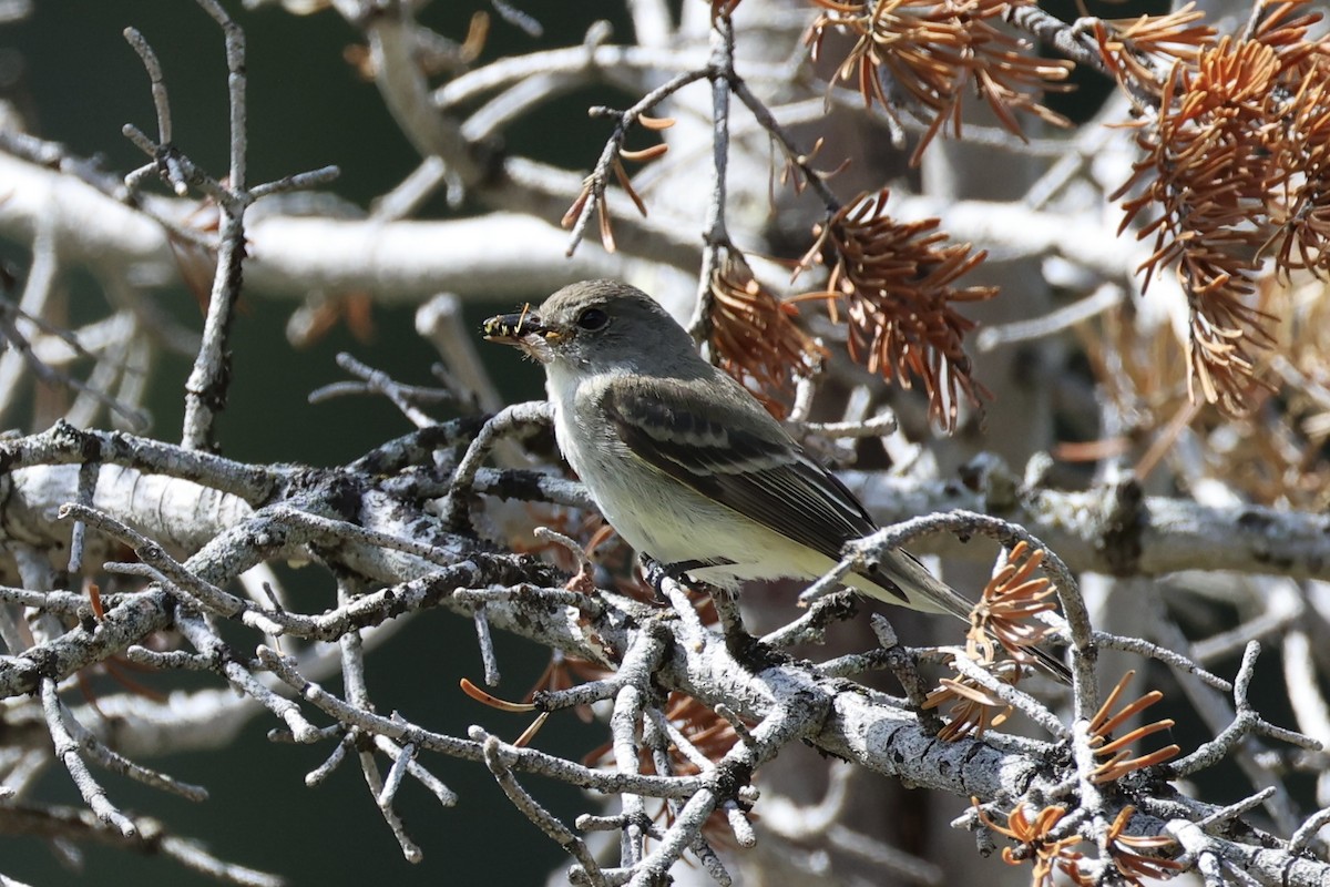 Піві-малюк вербовий - ML644200932