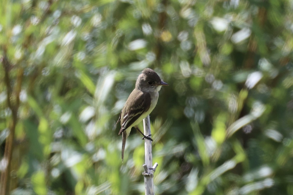 Піві-малюк вербовий - ML644200934