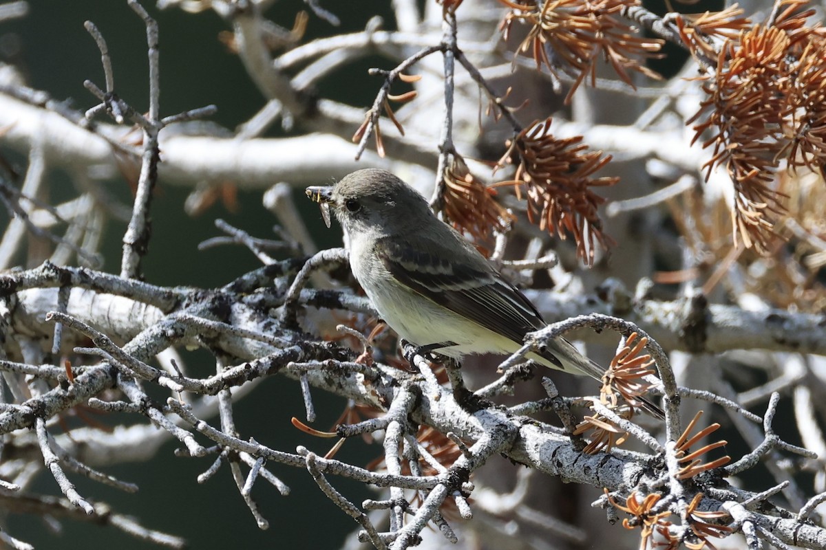 Піві-малюк вербовий - ML644200936