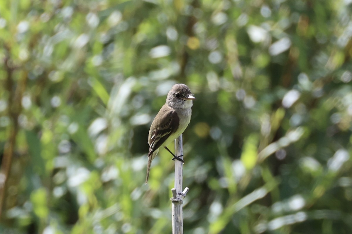Піві-малюк вербовий - ML644200937
