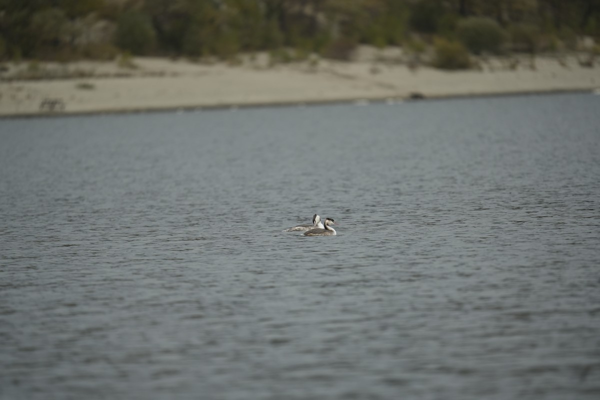 Great Crested Grebe - ML644200940
