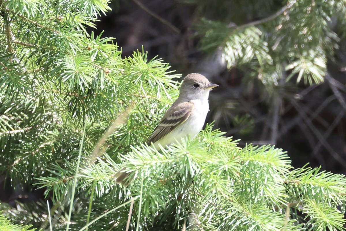 Піві-малюк вербовий - ML644200941