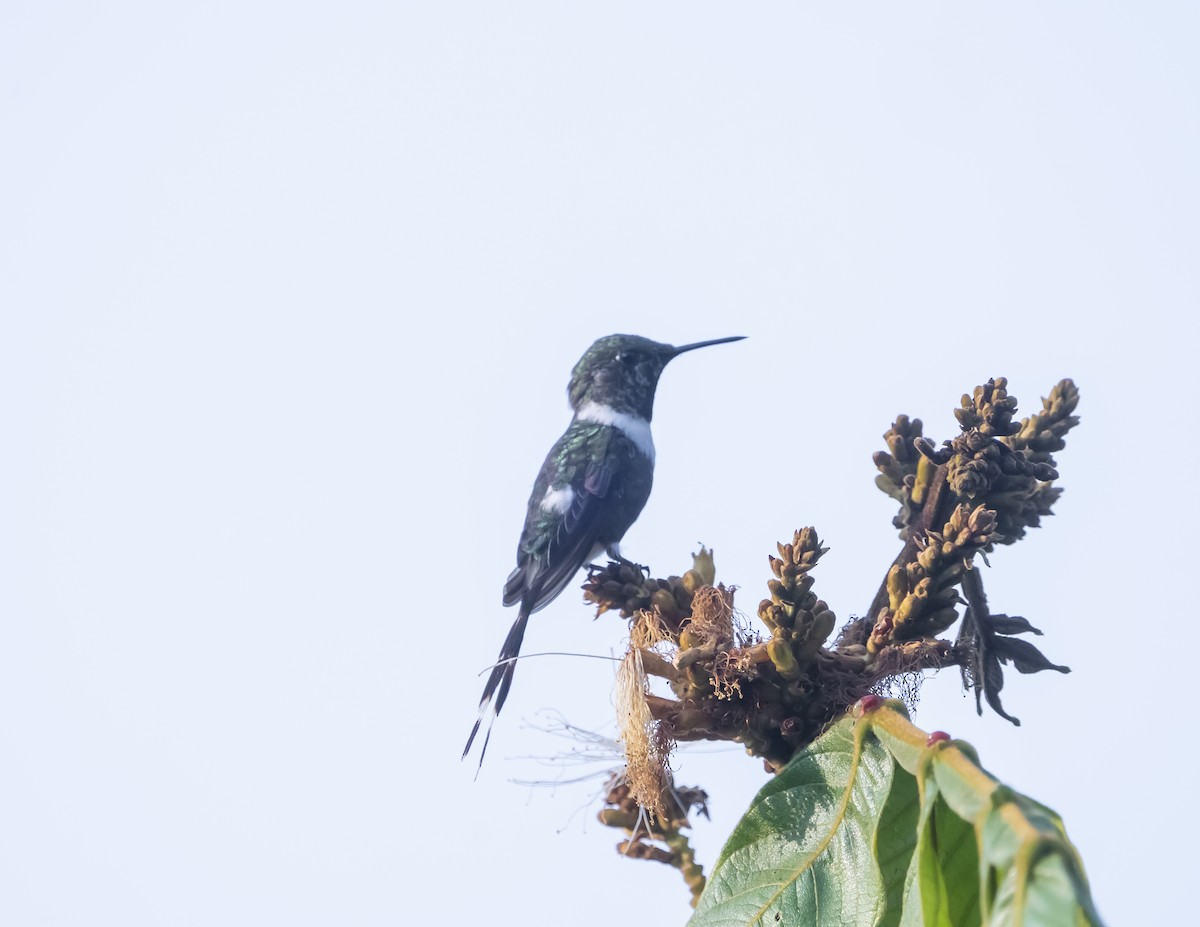 Sparkling-tailed Hummingbird - ML644200942