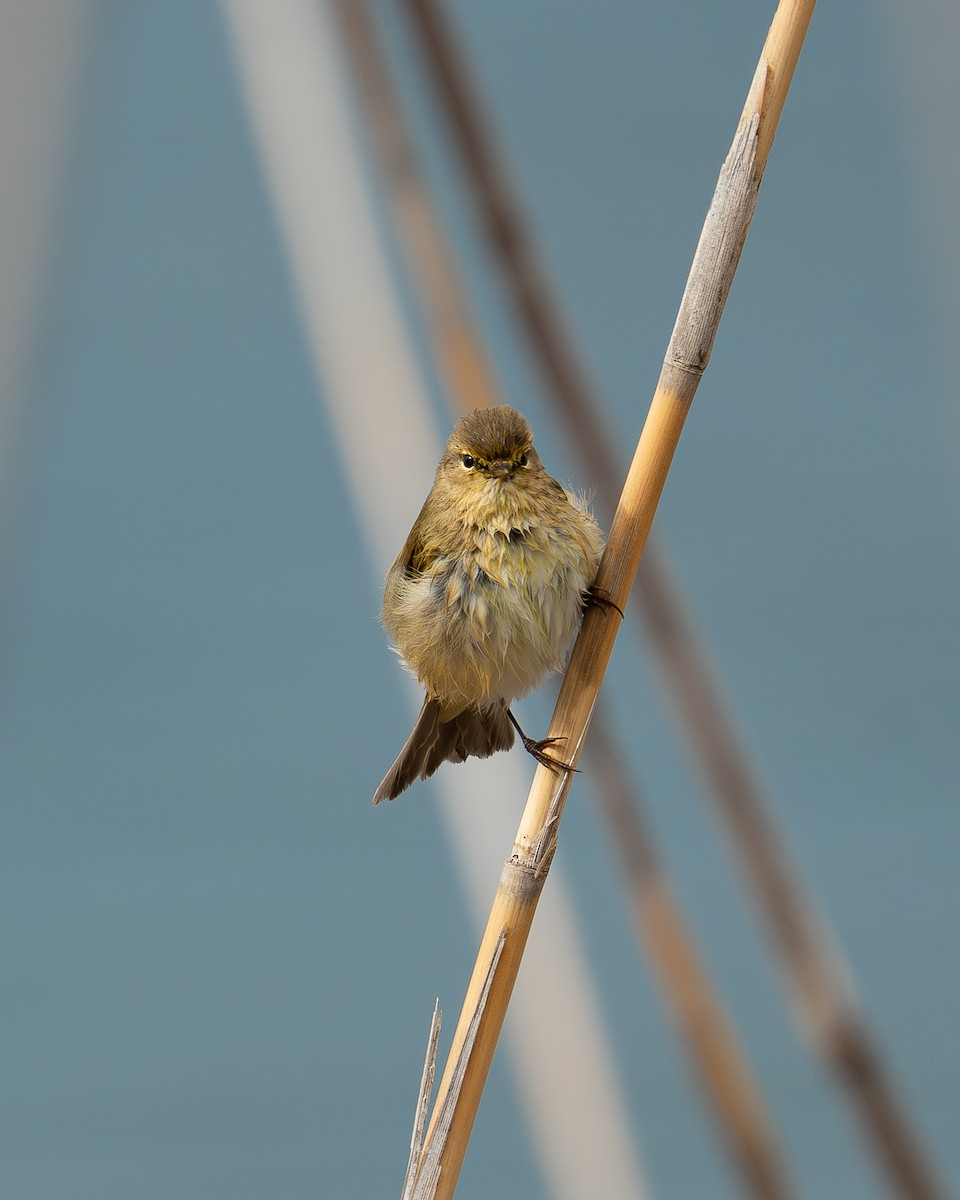 Common Chiffchaff - ML644200948