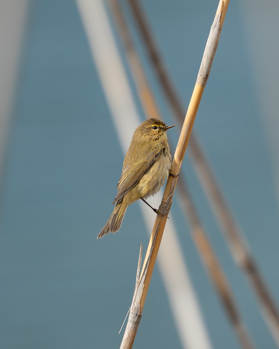 Common Chiffchaff - ML644200949