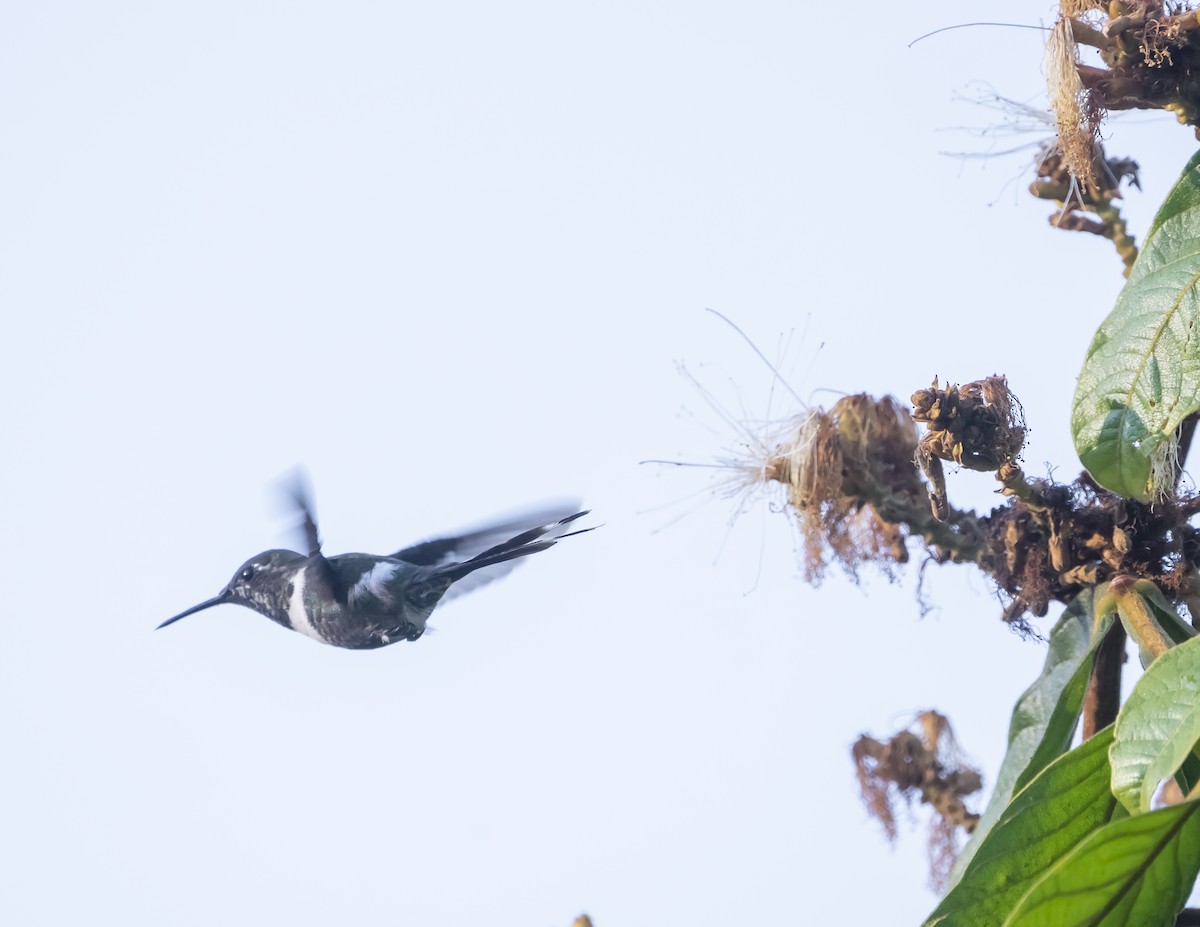 Sparkling-tailed Hummingbird - ML644200951