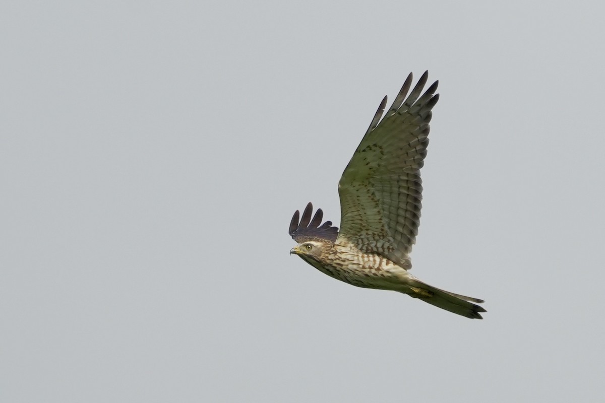 Gray-faced Buzzard - ML644200954