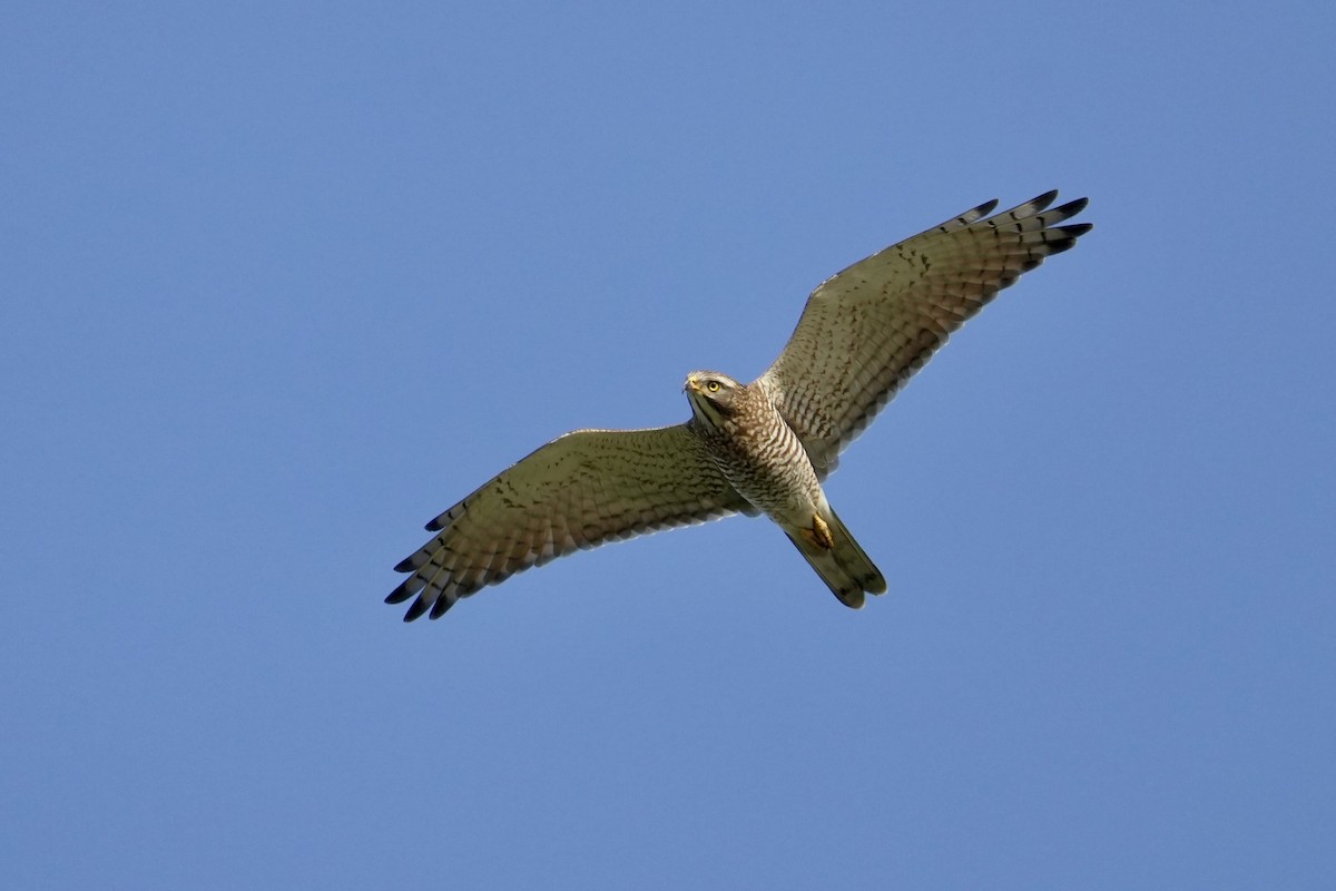 Gray-faced Buzzard - ML644200955