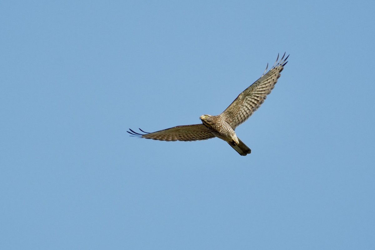 Gray-faced Buzzard - ML644200956