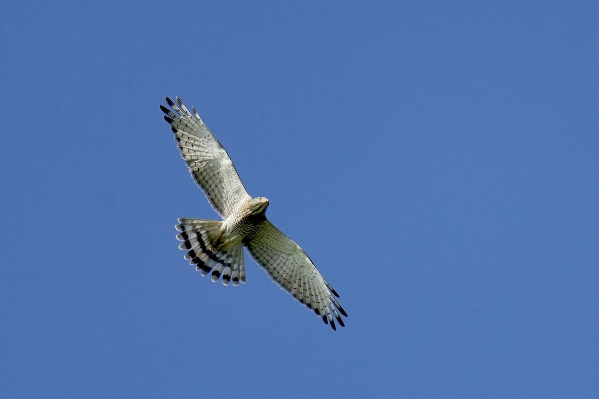 Gray-faced Buzzard - ML644200957