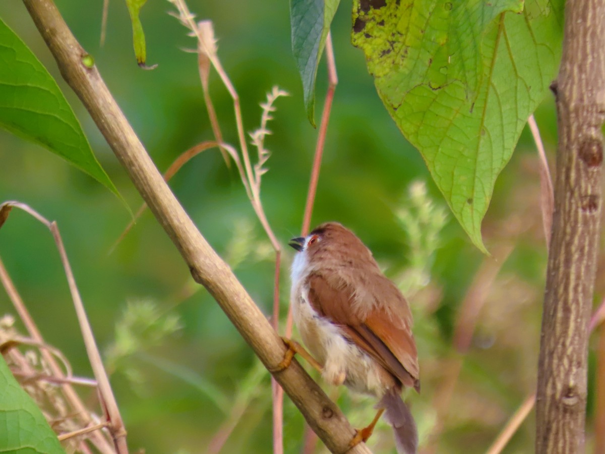 Timalí Ojigualdo - ML644200958