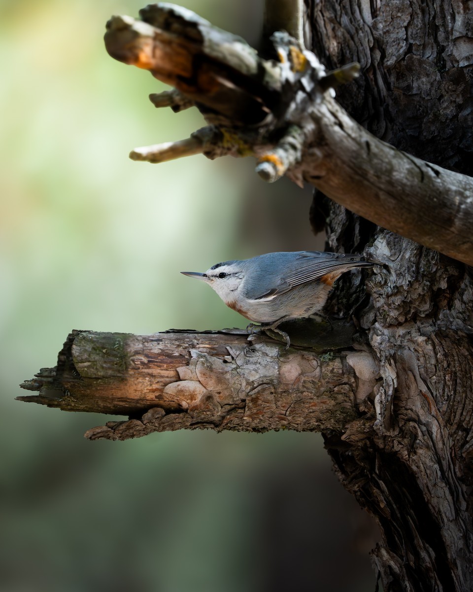 Türkenkleiber - ML644200964