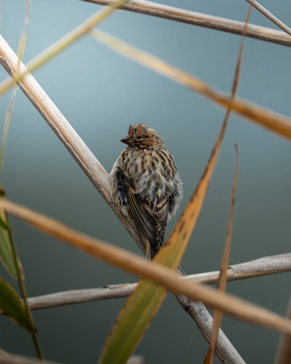 Fire-fronted Serin - ML644200969