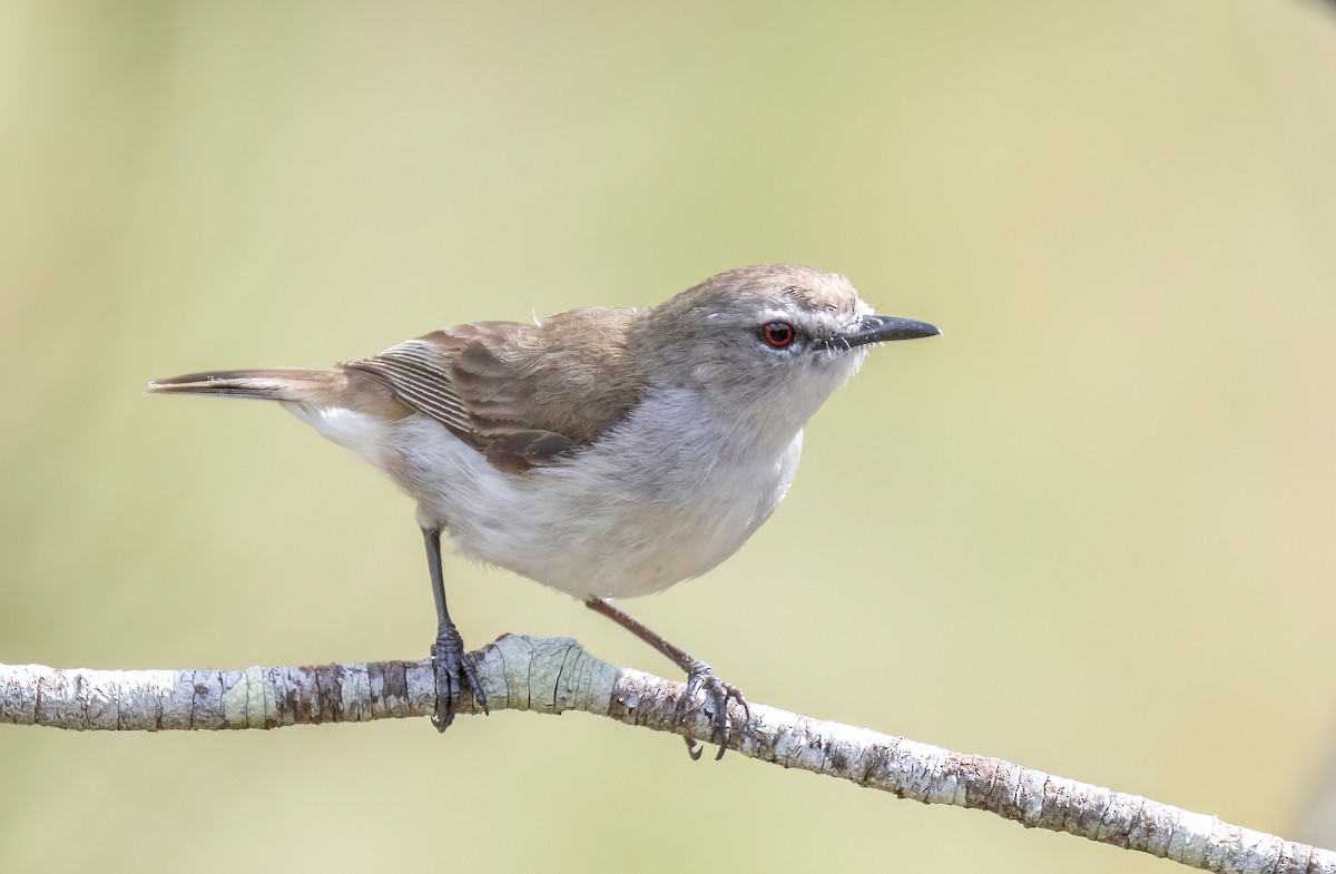 Mangrove Gerygone - ML644200991