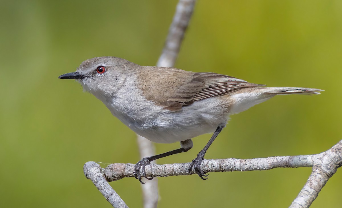Mangrove Gerygone - ML644200992