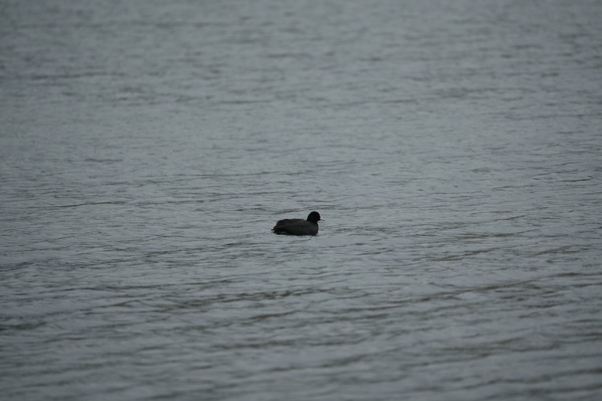 Eurasian Coot - ML644200999