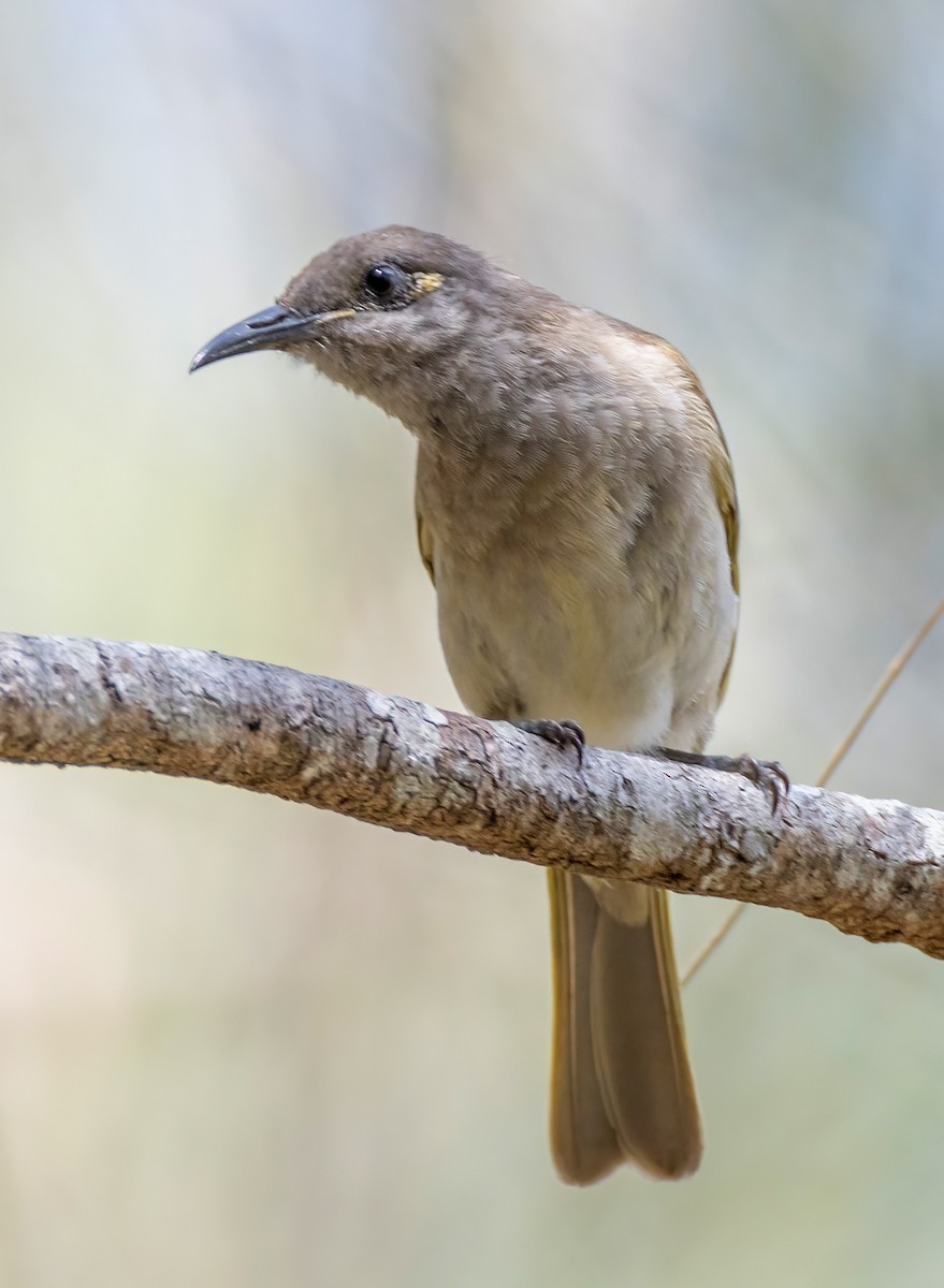 Brown Honeyeater - ML644201000