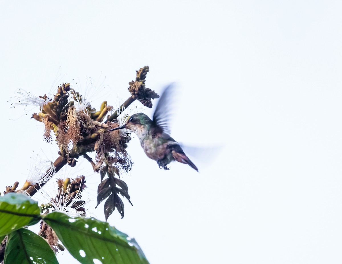 Short-crested Coquette - ML644201016