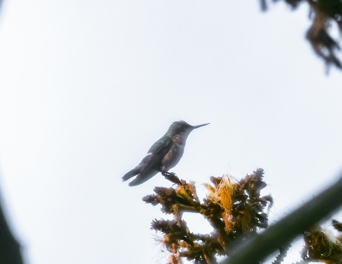 Short-crested Coquette - ML644201025
