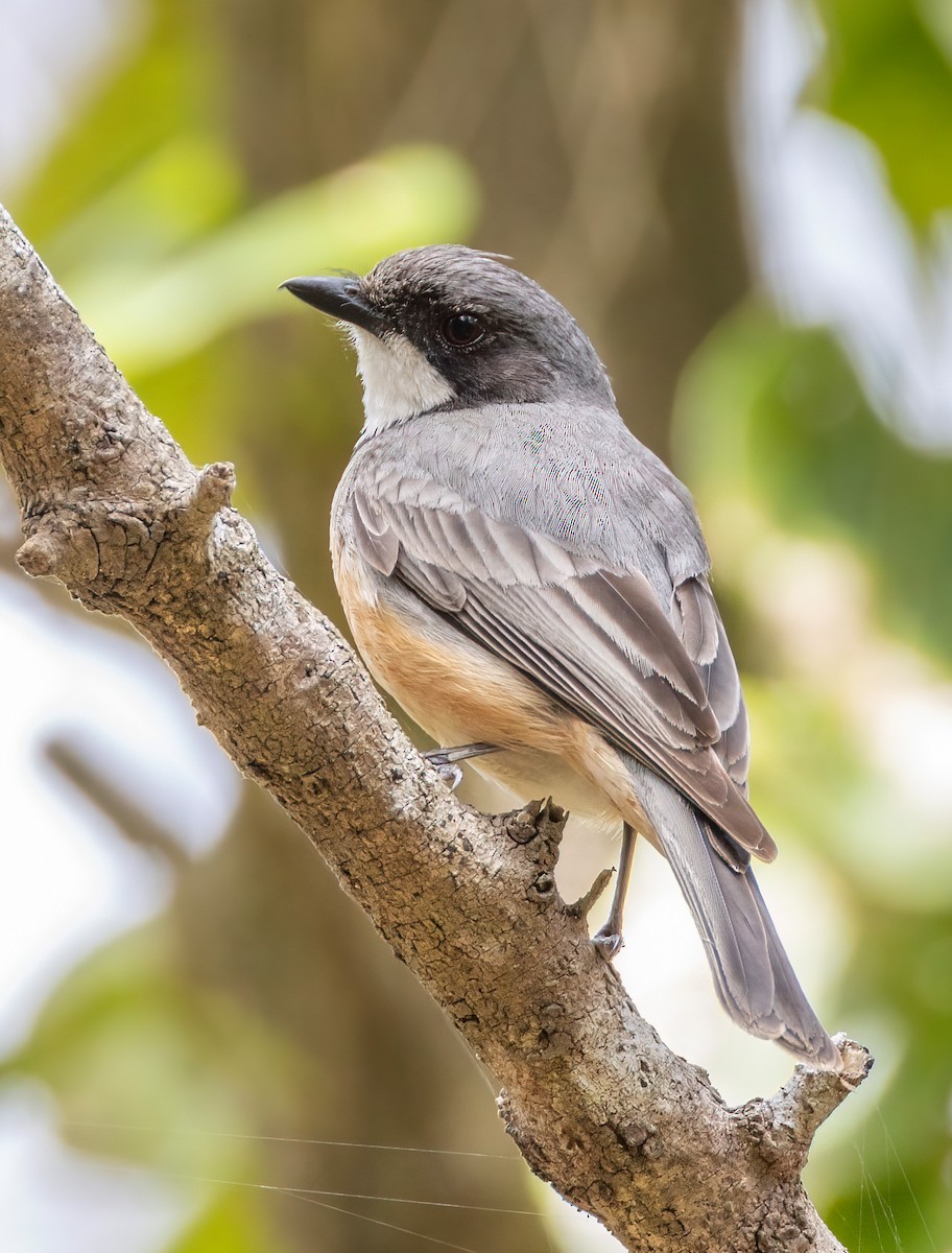 Rufous Whistler - ML644201027