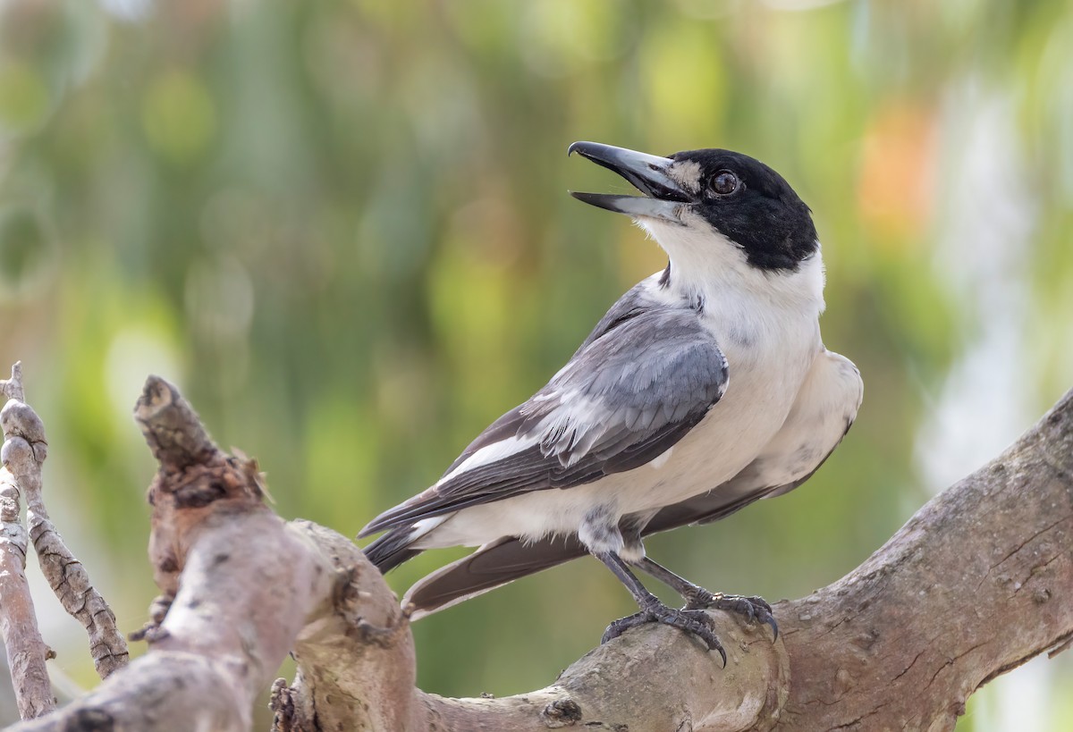 Gray Butcherbird - ML644201028