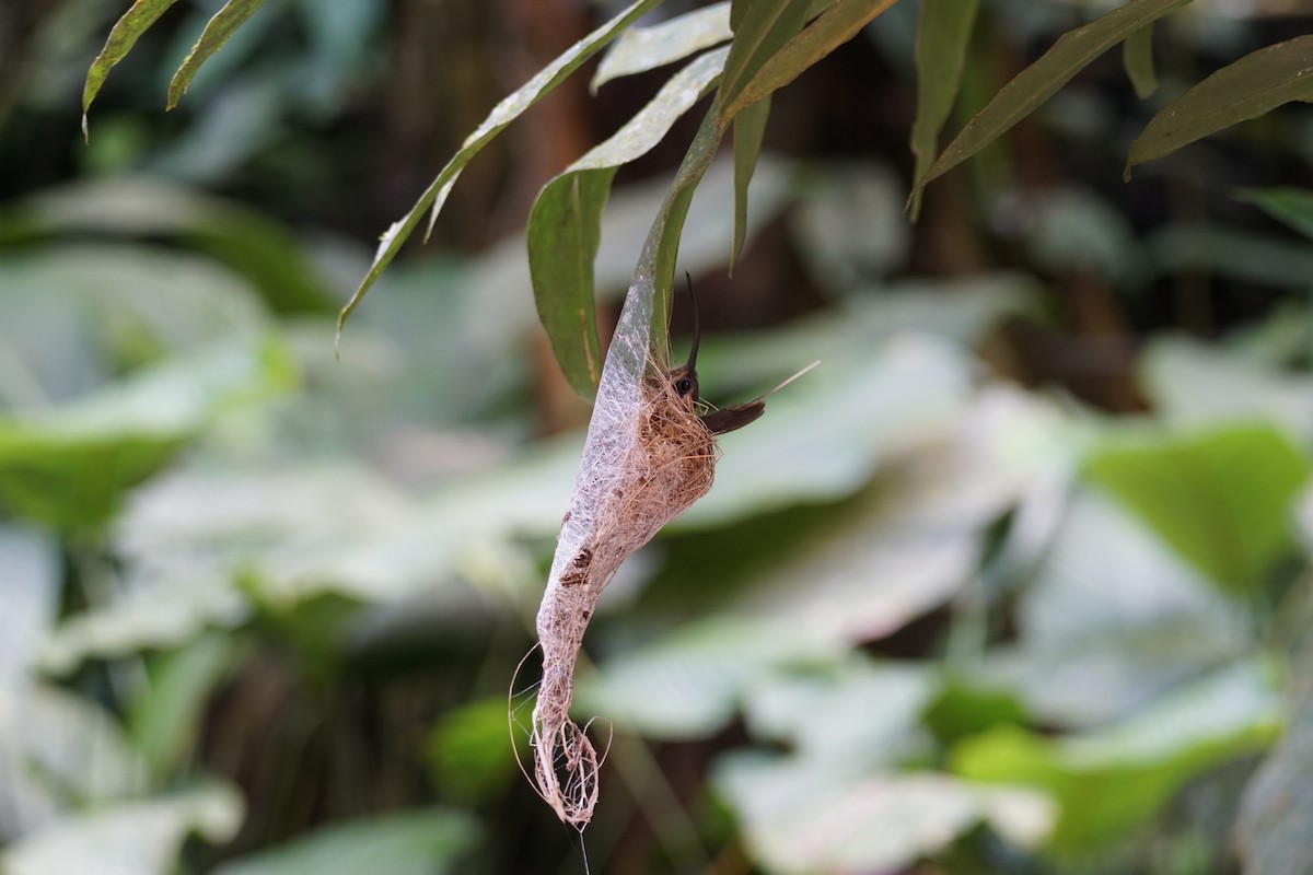 Long-billed Hermit - ML644201034