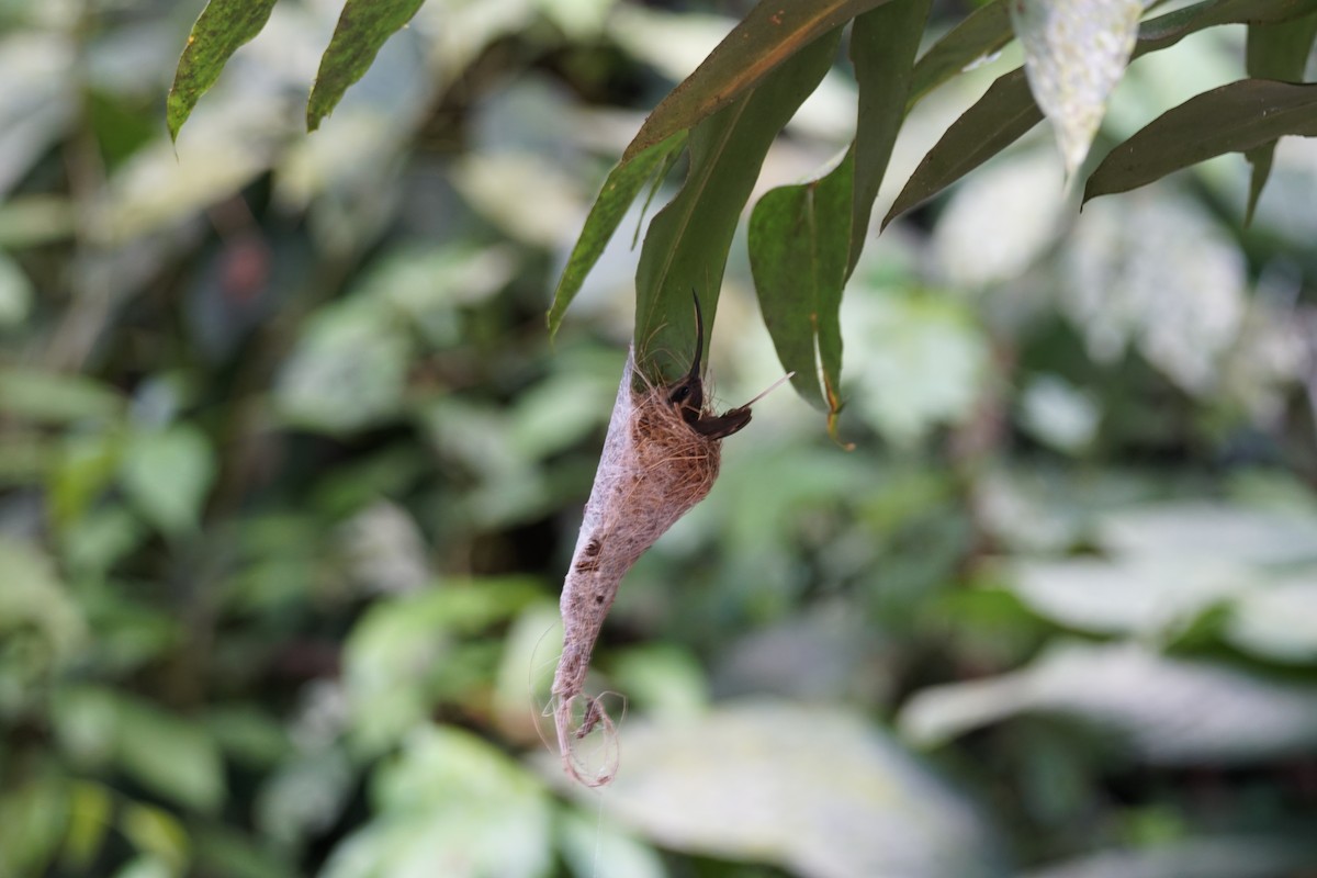 Long-billed Hermit - ML644201035