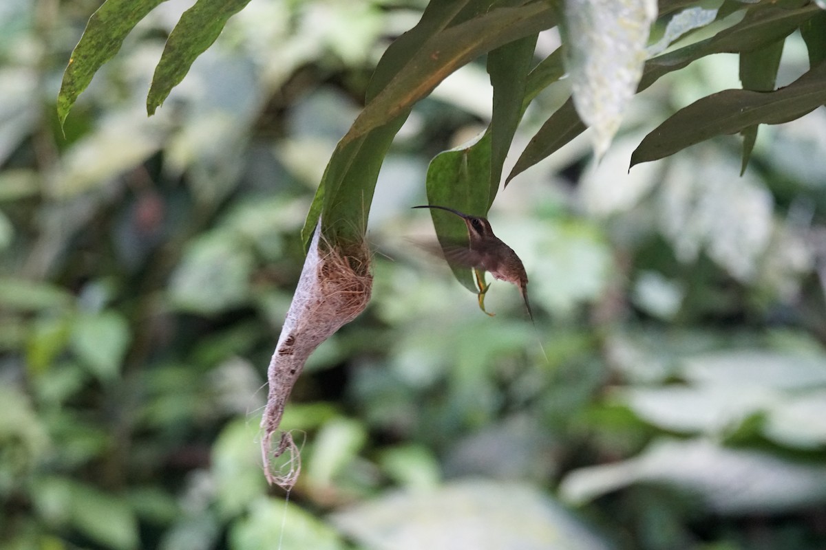 Long-billed Hermit - ML644201036
