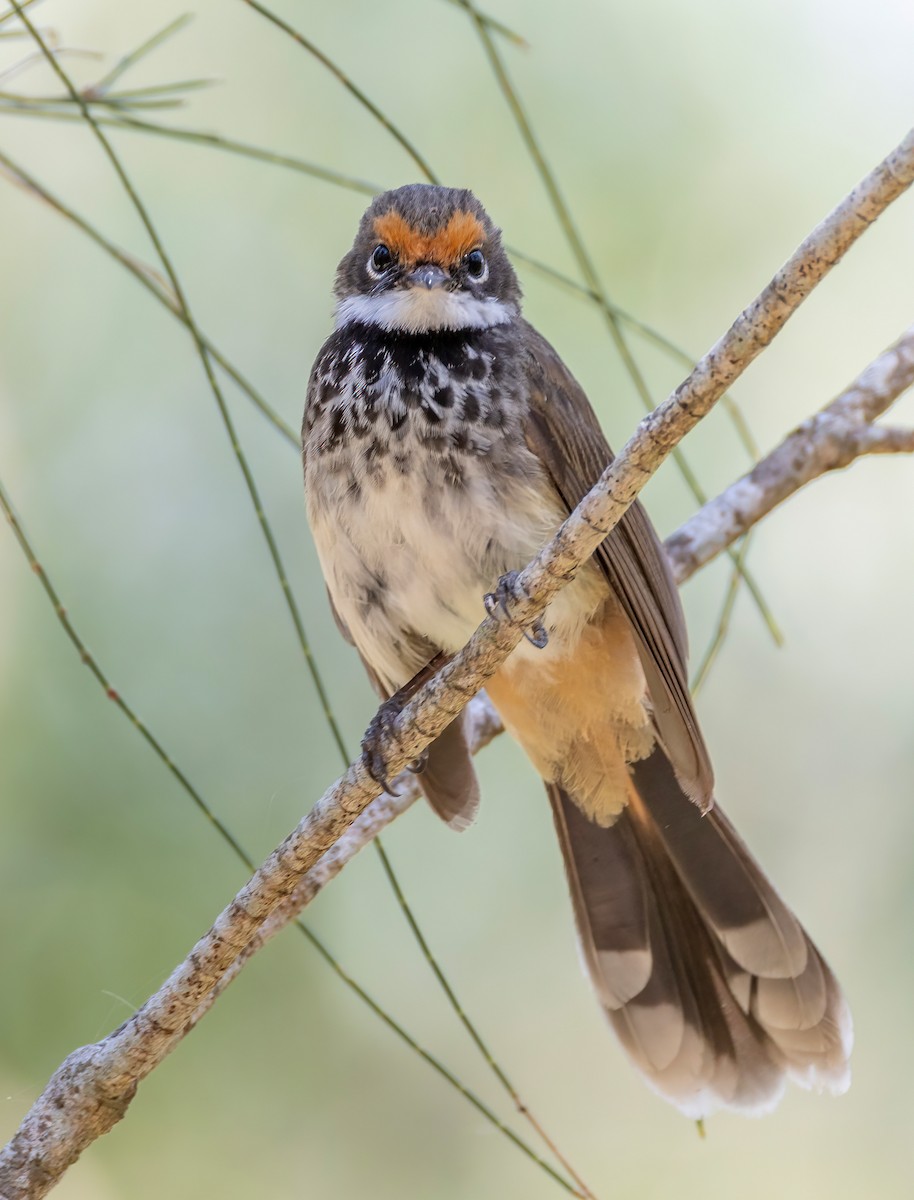 Australian Rufous Fantail - ML644201039