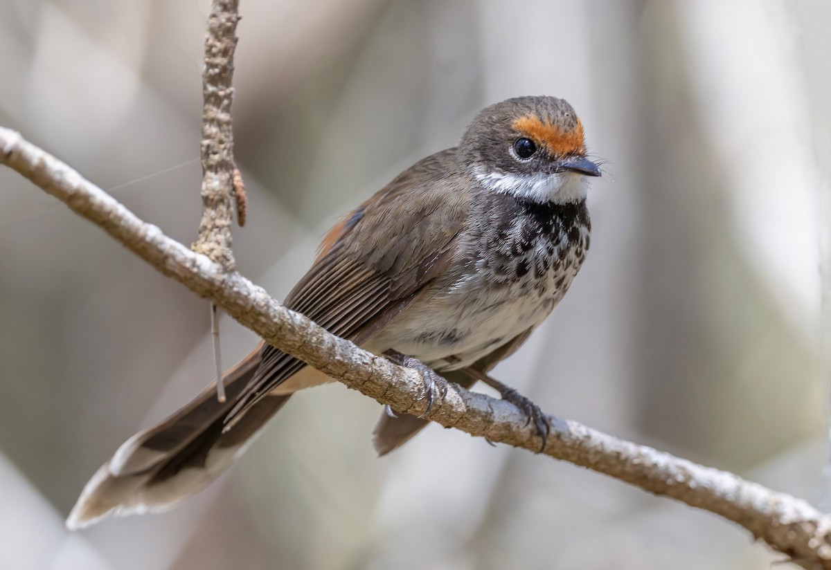 Australian Rufous Fantail - ML644201040
