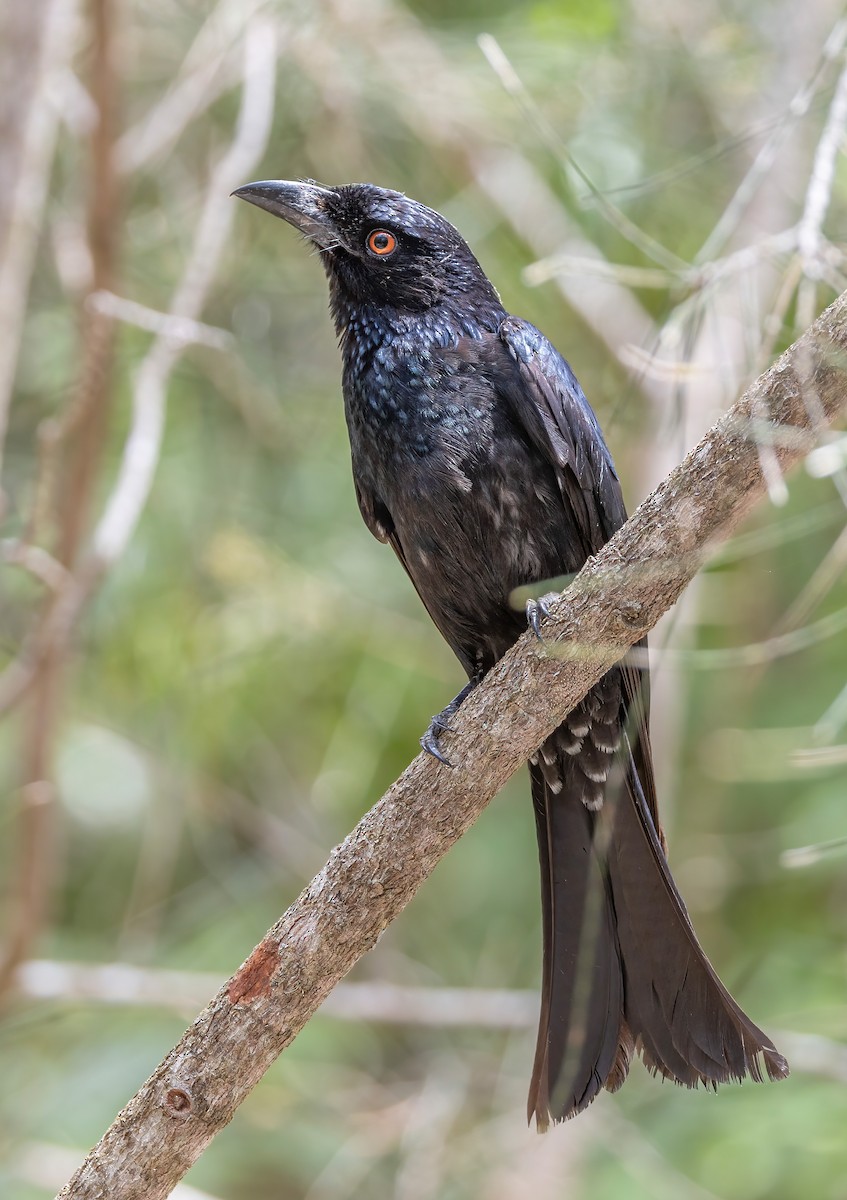 Spangled Drongo - ML644201042