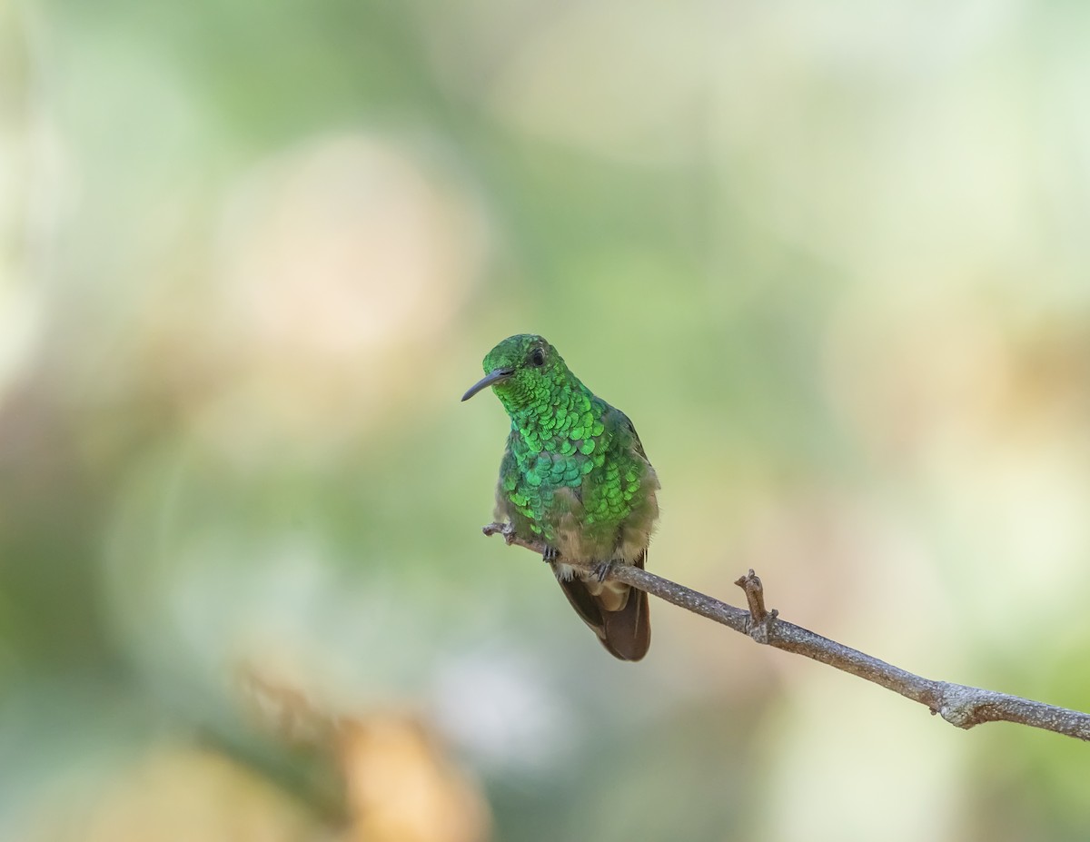 Berylline Hummingbird - ML644201044