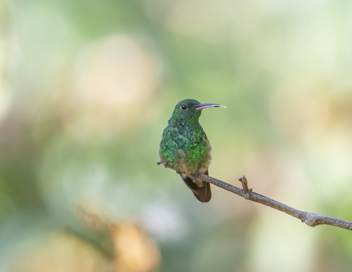 Berylline Hummingbird - ML644201047