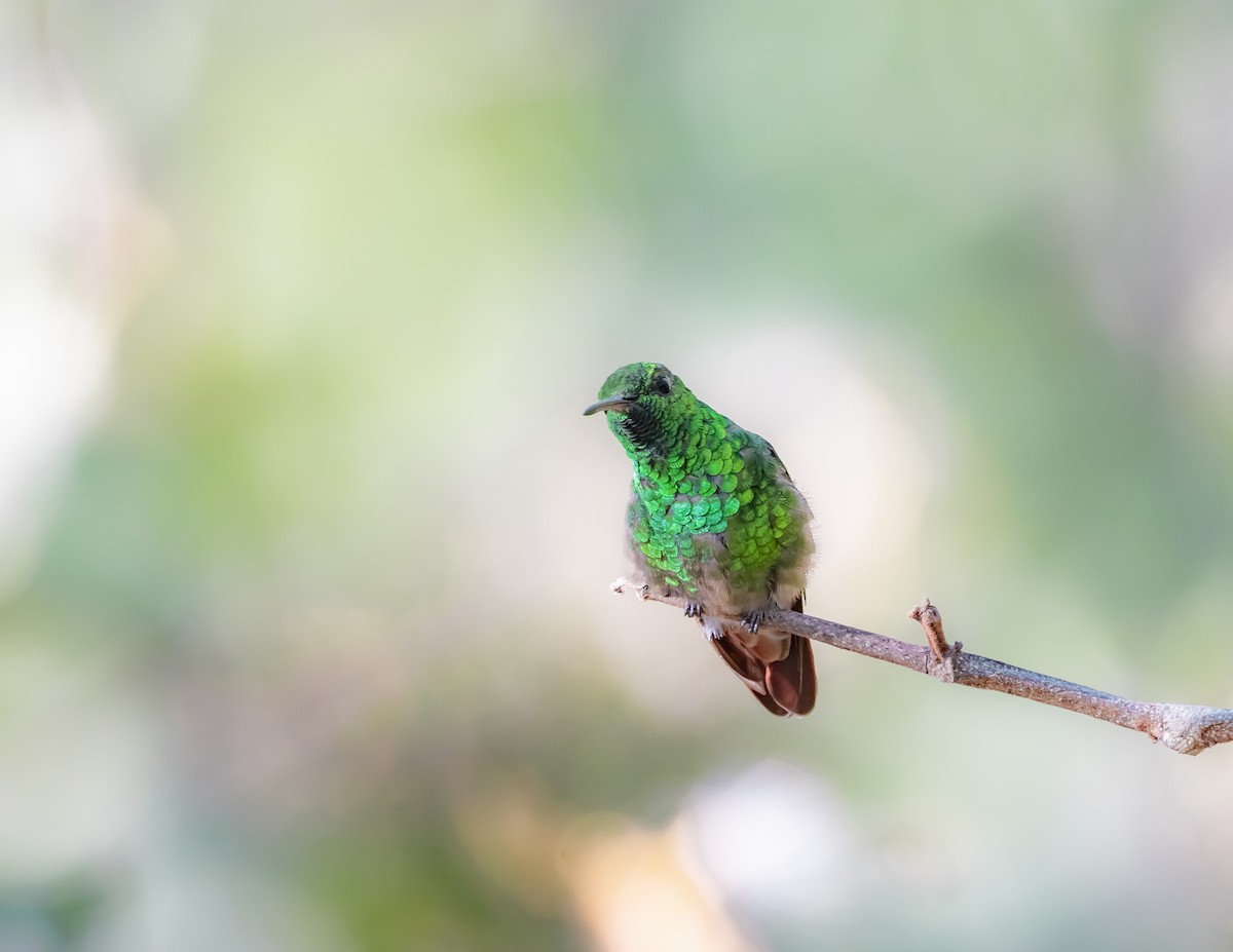 Berylline Hummingbird - ML644201048