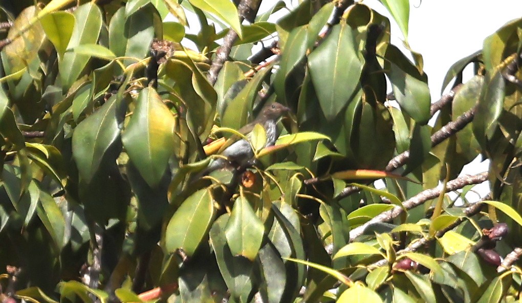 Thick-billed Berrypecker - ML644201049