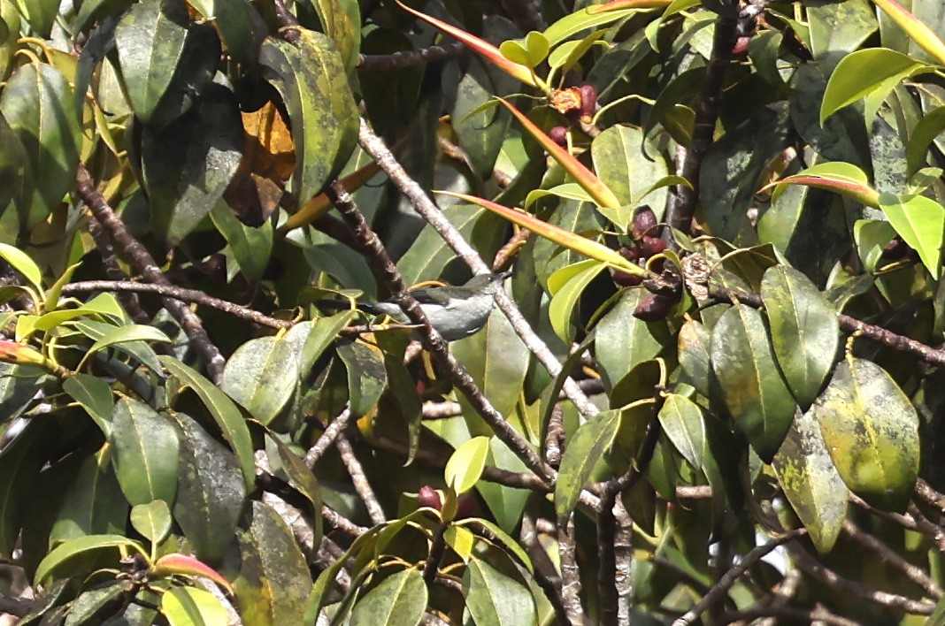 Thick-billed Berrypecker - ML644201050