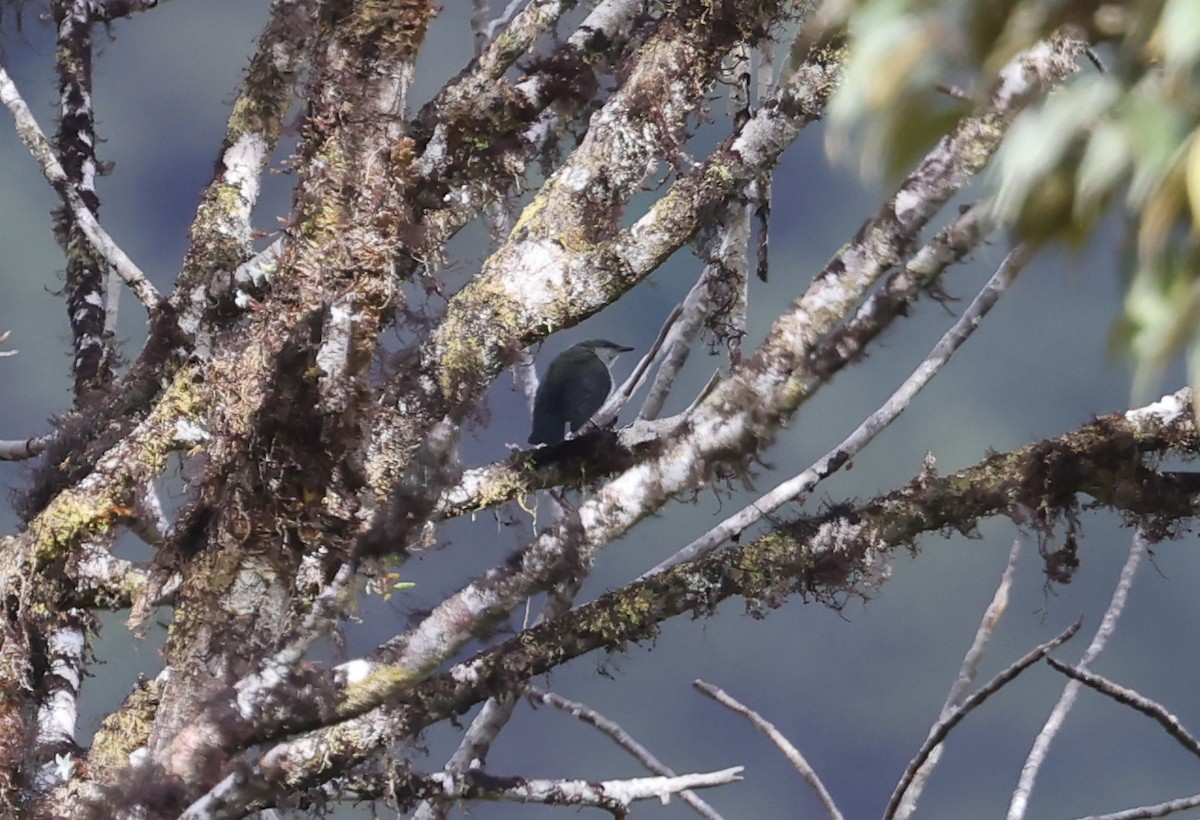 Thick-billed Berrypecker - ML644201051