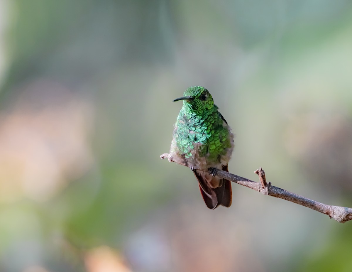 Berylline Hummingbird - ML644201052