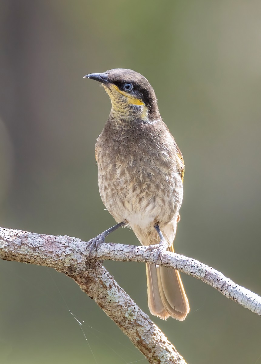 Медник мангровий - ML644201073