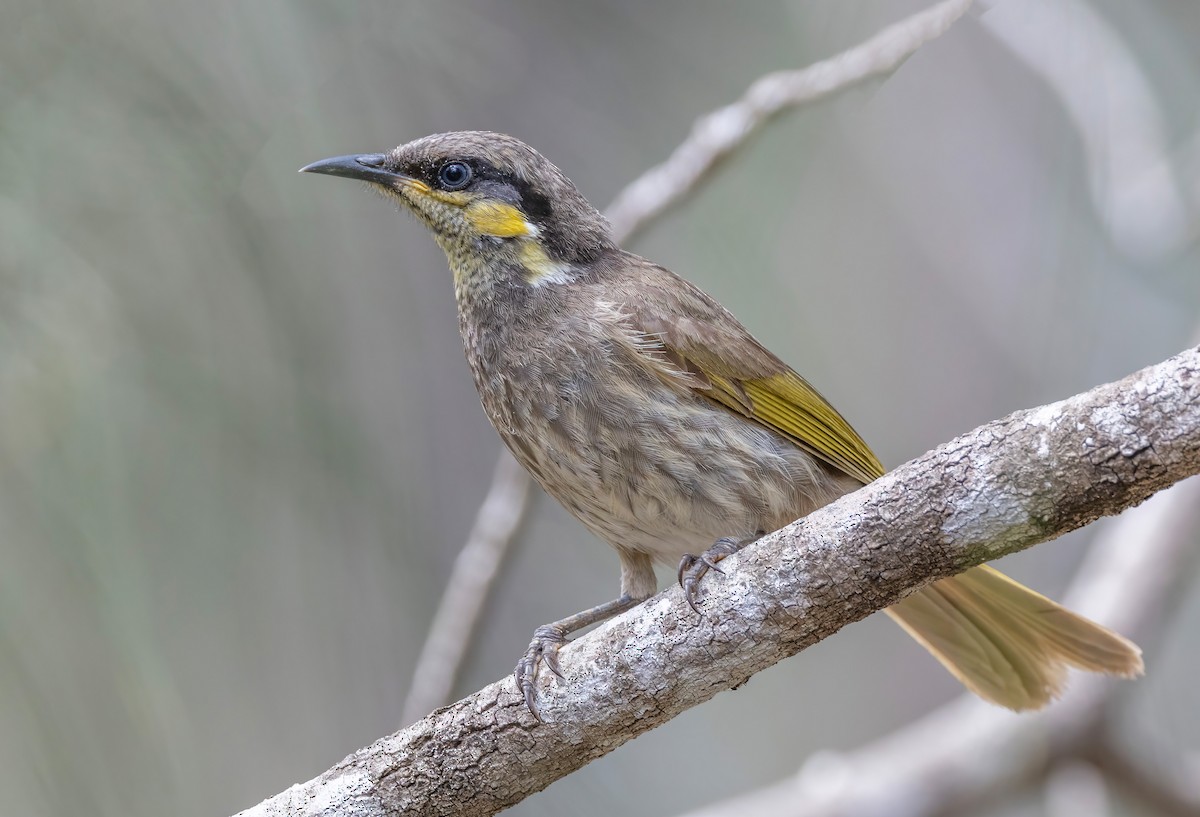 Медник мангровий - ML644201074