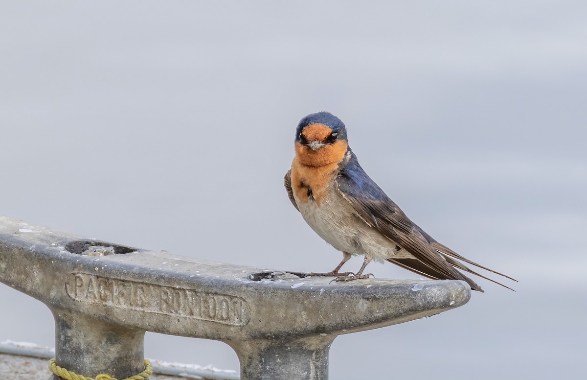 Welcome Swallow - ML644201075