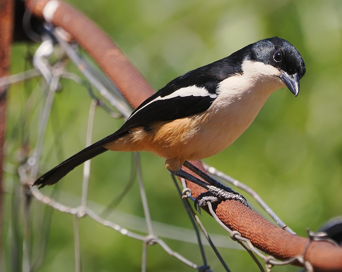 Southern Boubou - ML644201082