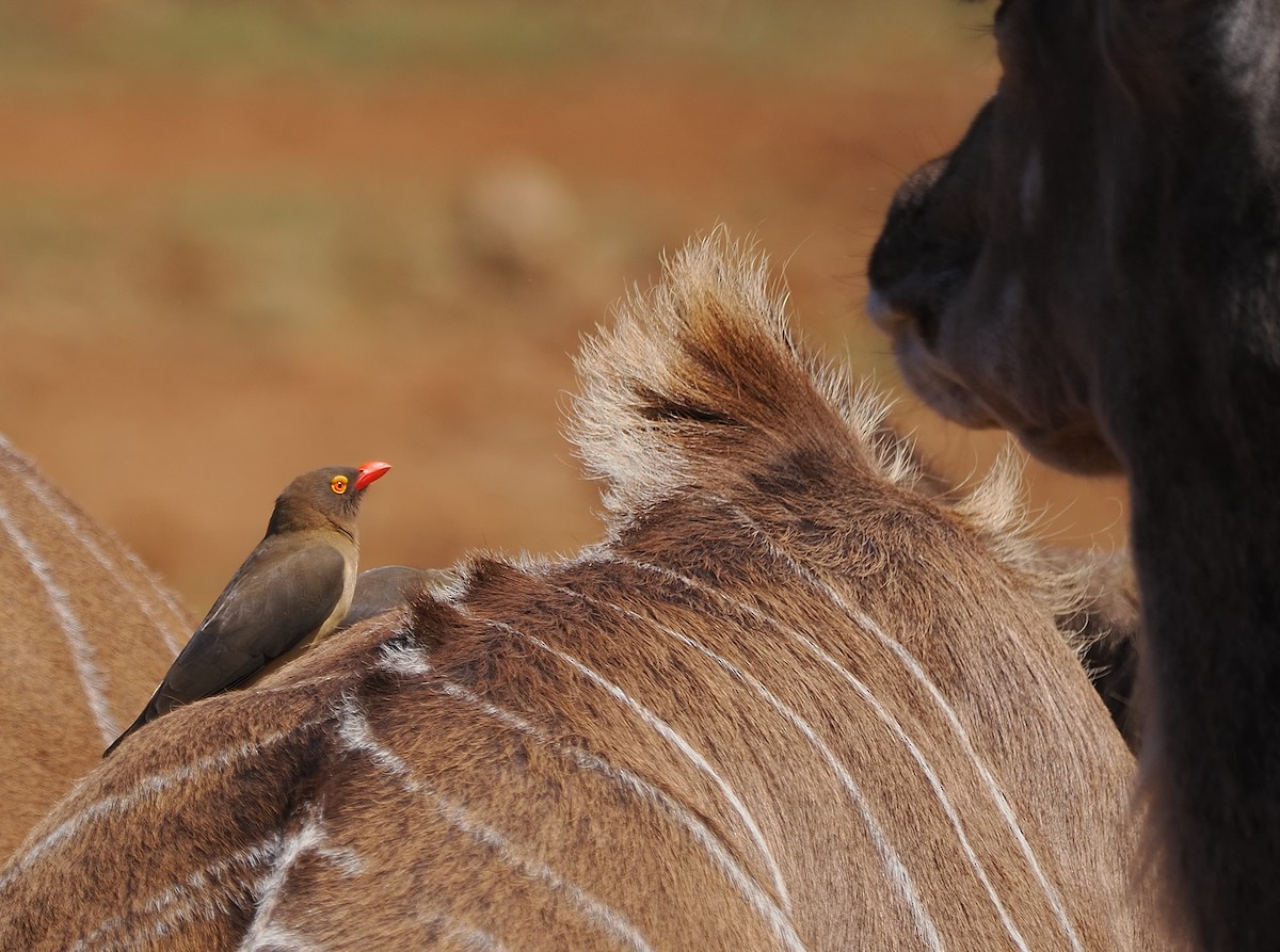 Red-billed Oxpecker - ML644201083