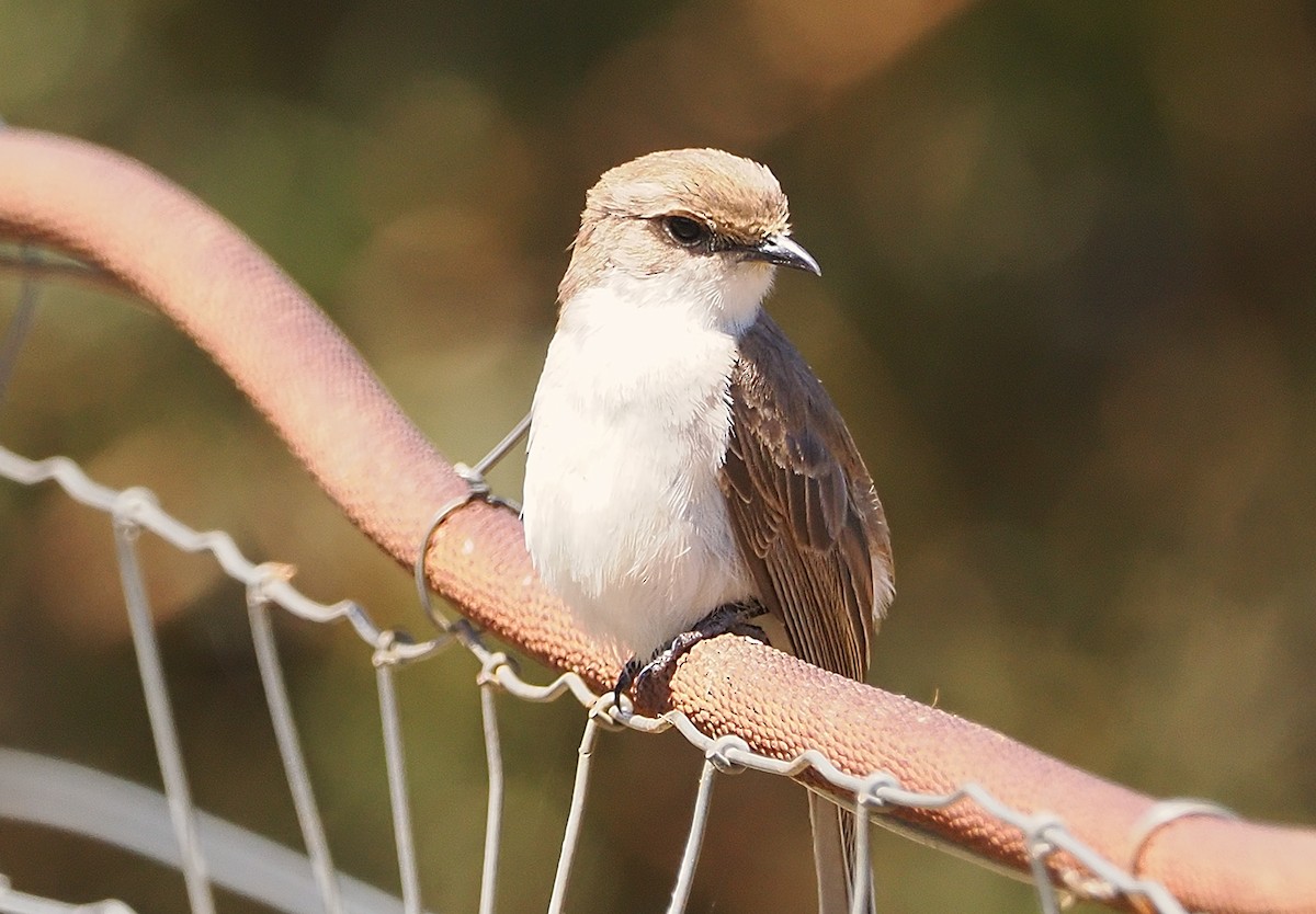 Marico Flycatcher - ML644201085