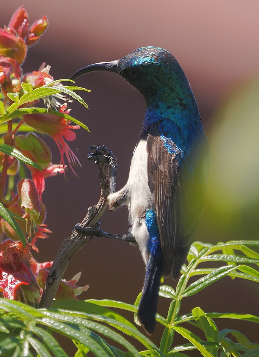 White-bellied Sunbird - ML644201091