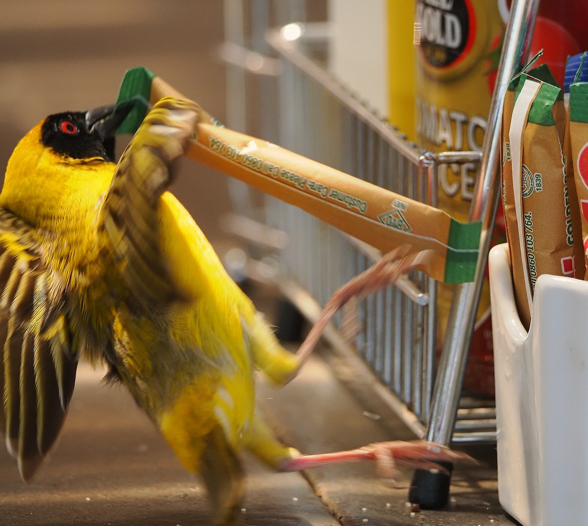 Southern Masked-Weaver - ML644201093