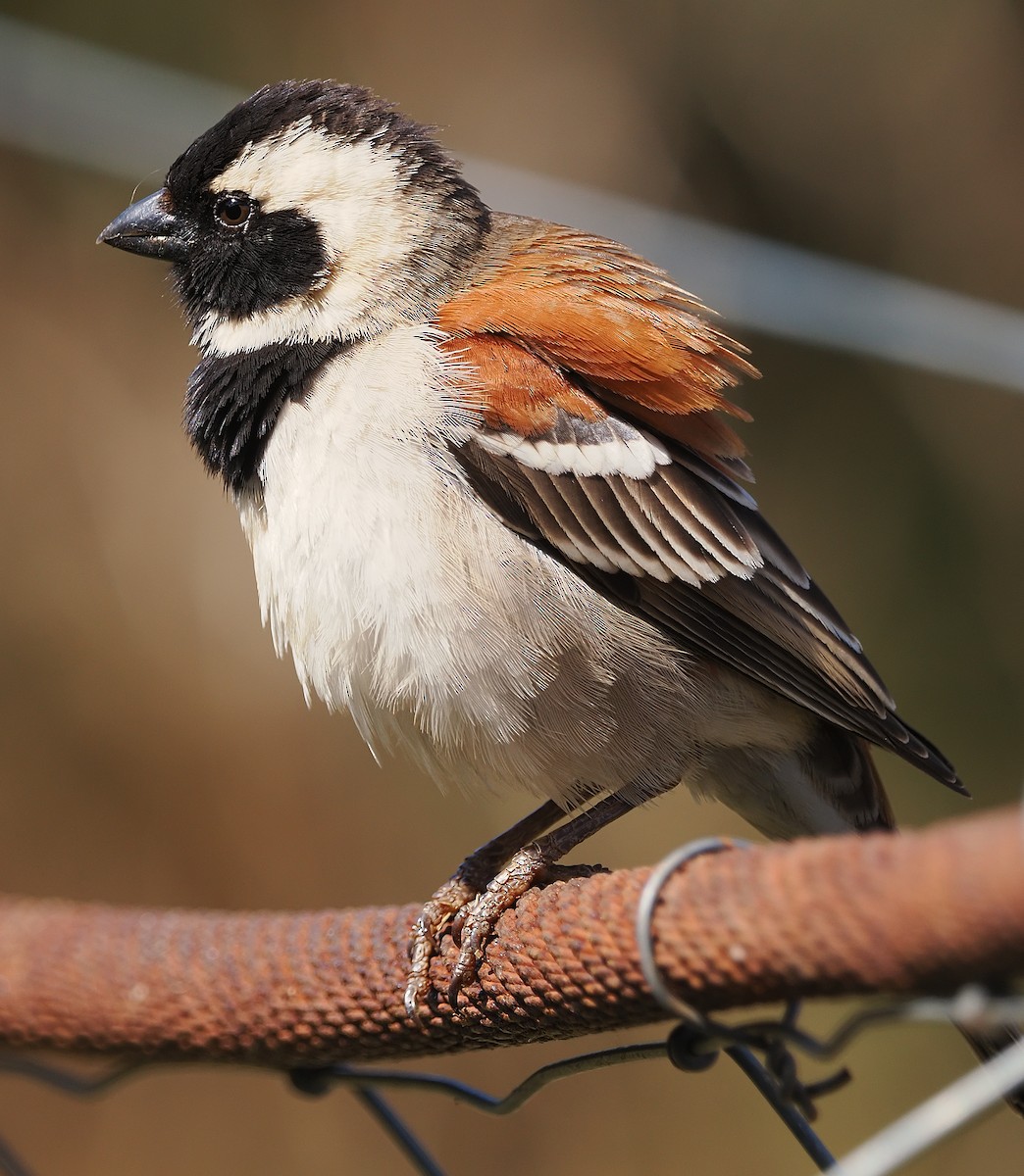 Cape Sparrow - ML644201094